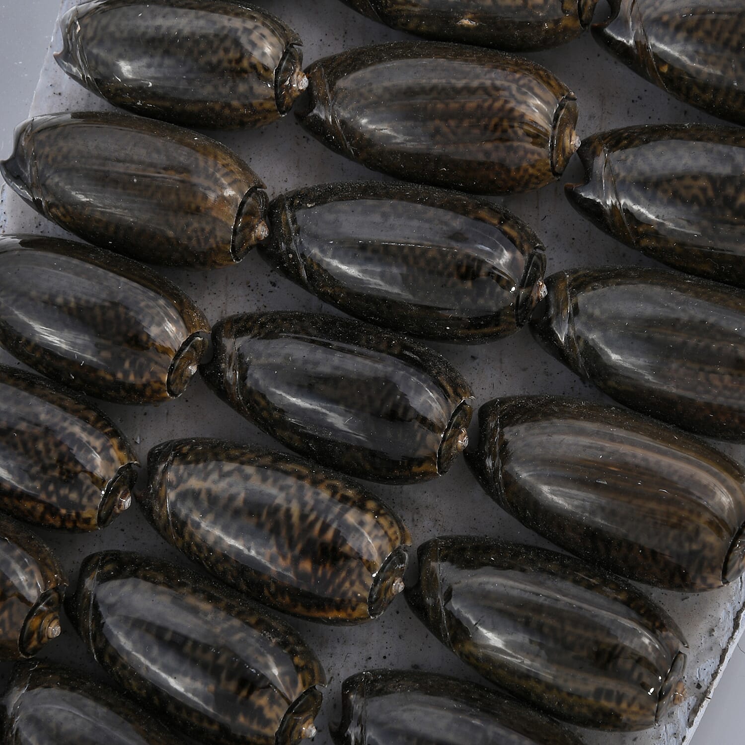 Bali Collection - Home Decor Mirror with  Seashell Frame (Size 45Cm)