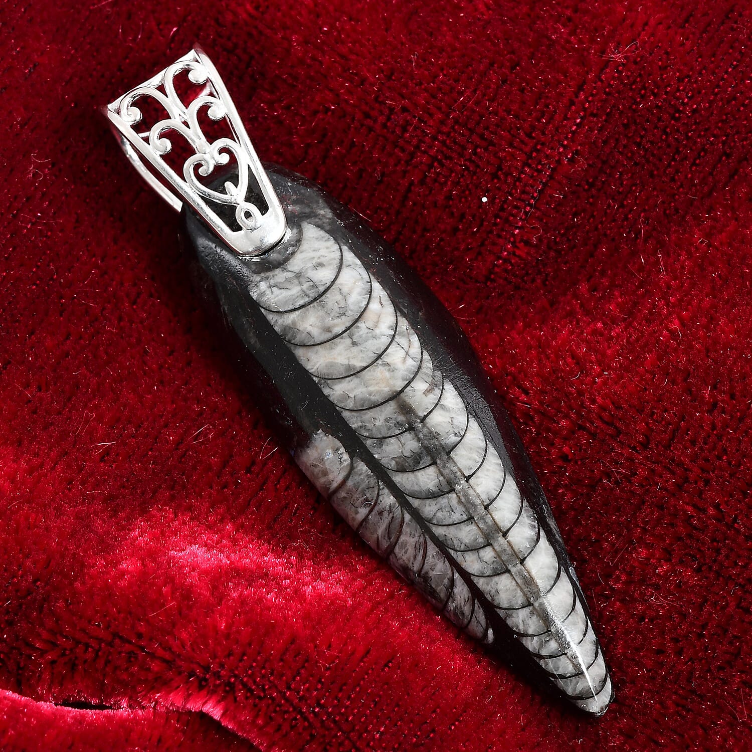 Tucson Special - Orthoceras Pendant in Platinum Overlay Sterling Silver 62.00 Ct.