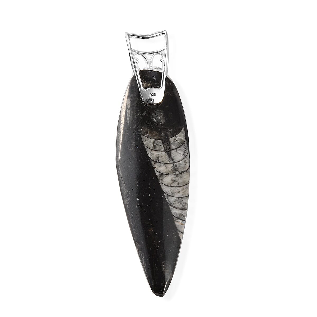 Tucson Special - Orthoceras Pendant in Platinum Overlay Sterling Silver 62.00 Ct.