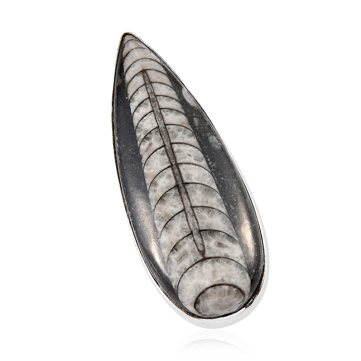 Orthoceras Solitaire Ring in Sterling Silver 47.67 Ct.