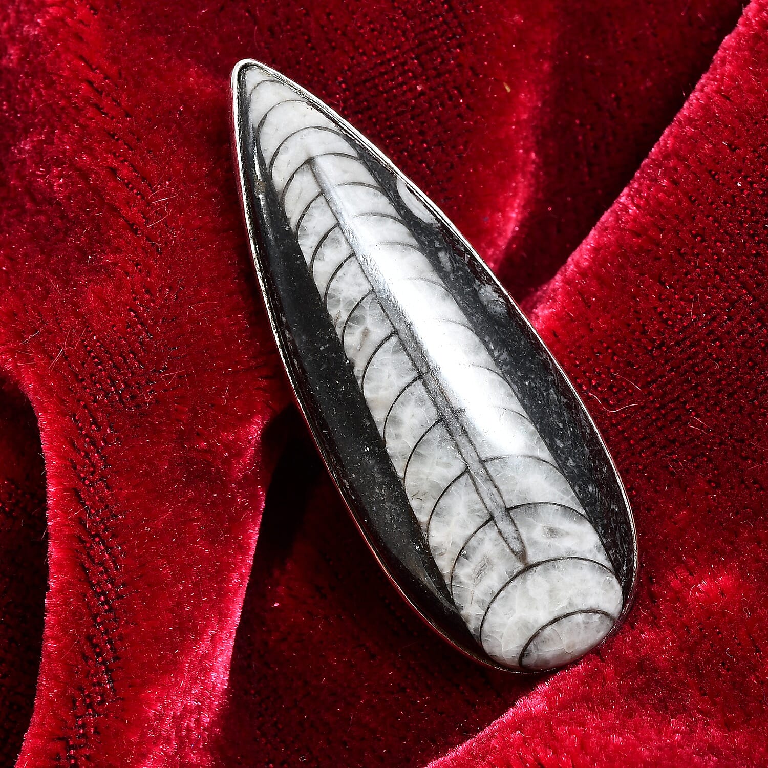 Orthoceras Solitaire Ring in Sterling Silver 47.67 Ct.