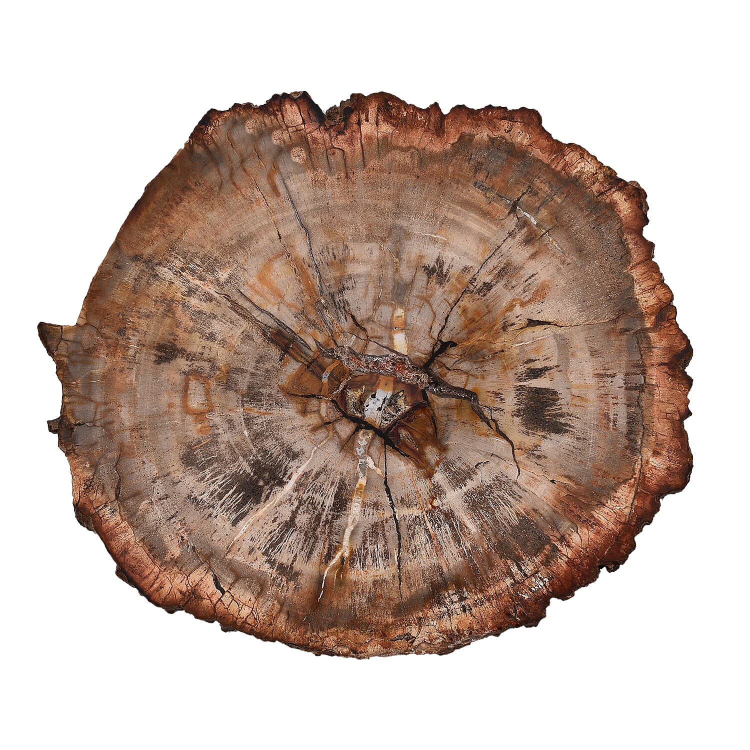 Tucson Rare Finds - Natural Polished Petrified Fossilised Wood Scryne Stone 1000 Ct.