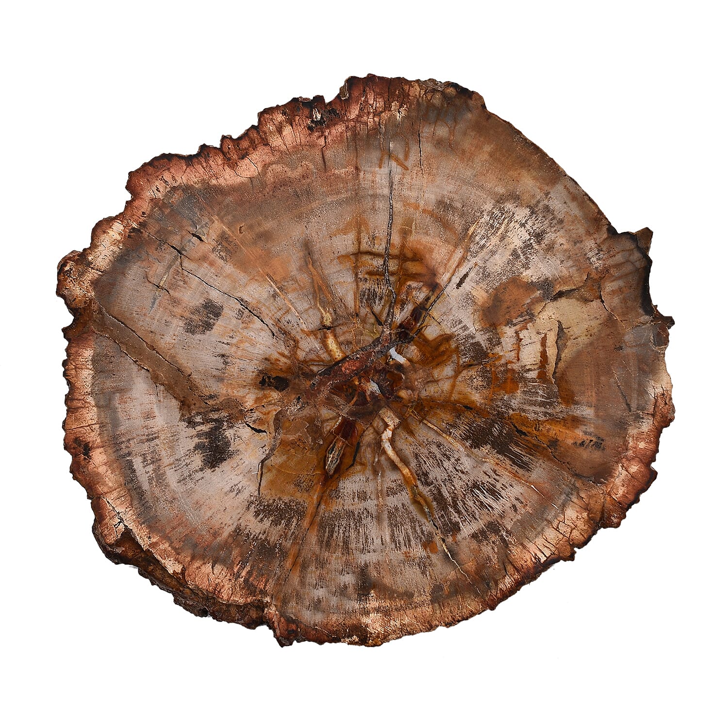 Tucson Rare Finds - Natural Polished Petrified Fossilised Wood Scryne Stone 1000 Ct.