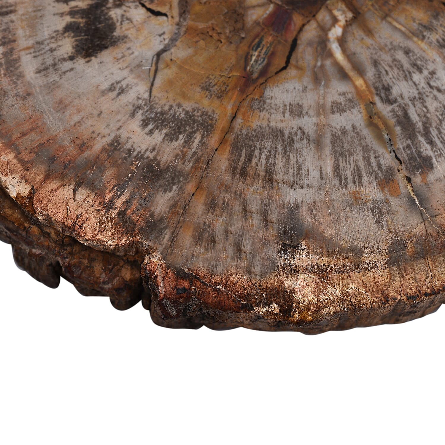 Tucson Rare Finds - Natural Polished Petrified Fossilised Wood Scryne Stone 1000 Ct.