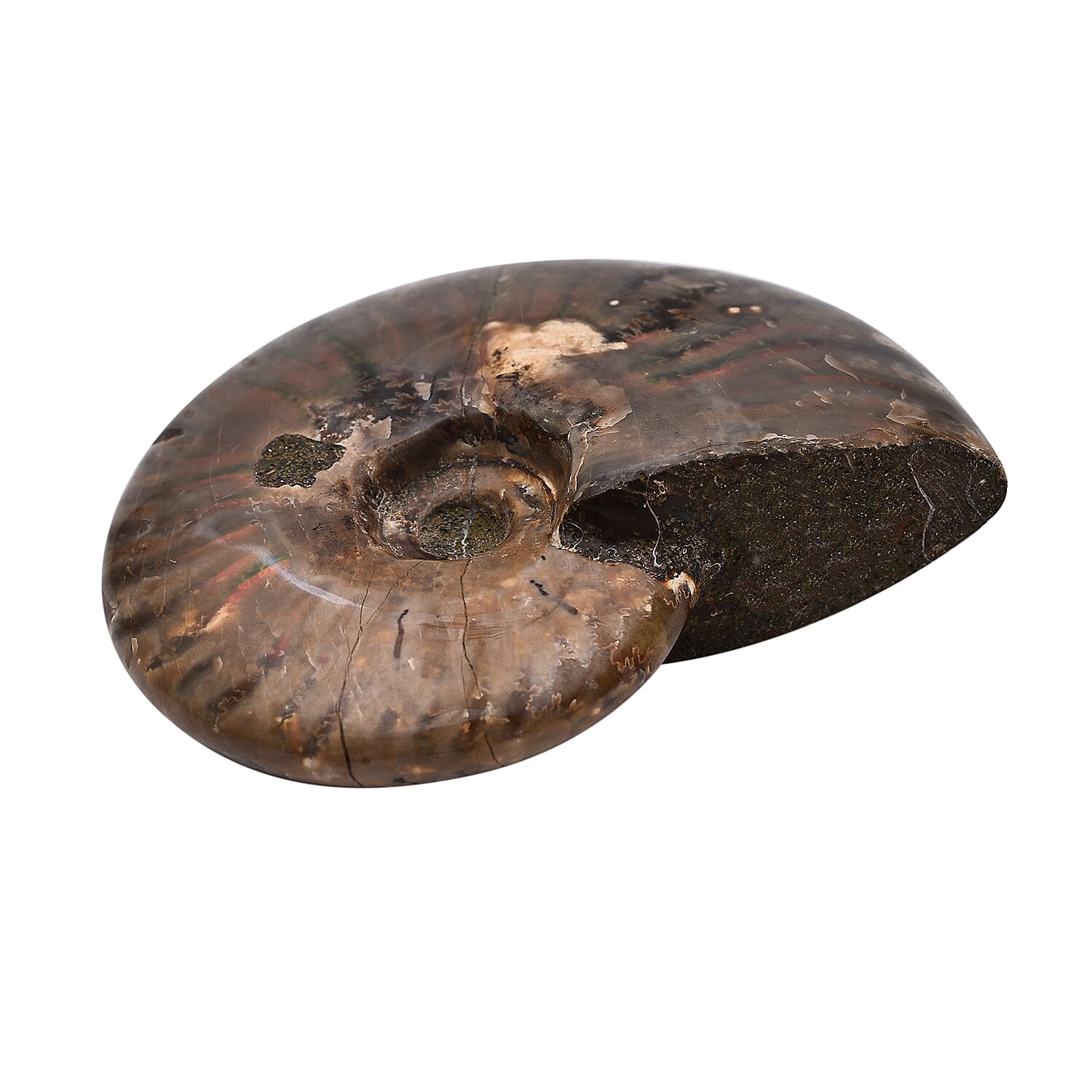 Tucson Rare Finds -Natural Madagascar Red Opalized Ammonite - 1150 Ct.