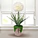Decorative Artificial Hydrangea with Ceramic Pot (Size:10x10x34Cm) - White