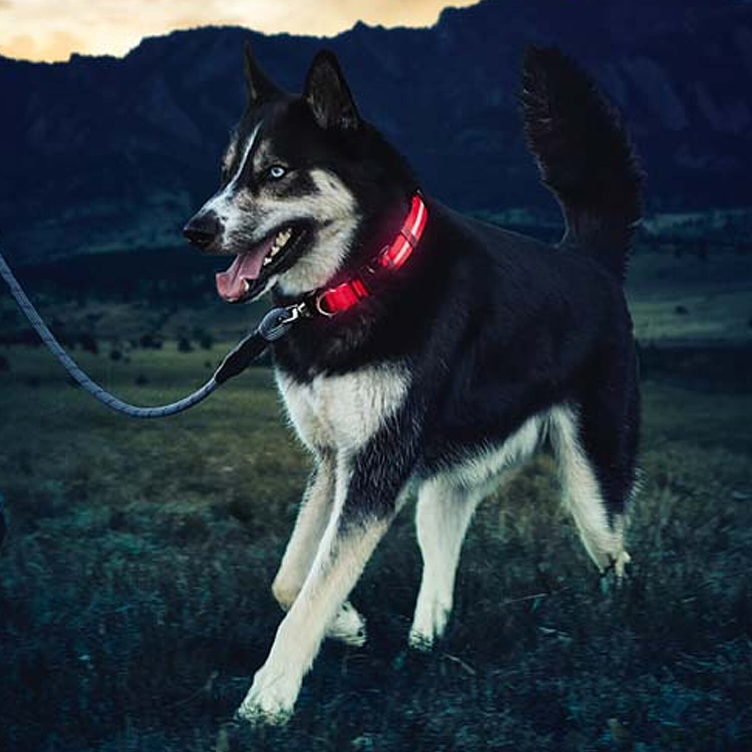 Set of 3 Adjustabe LED Pet Collars (Size S, 40-35cm) - Red, Blue and Green