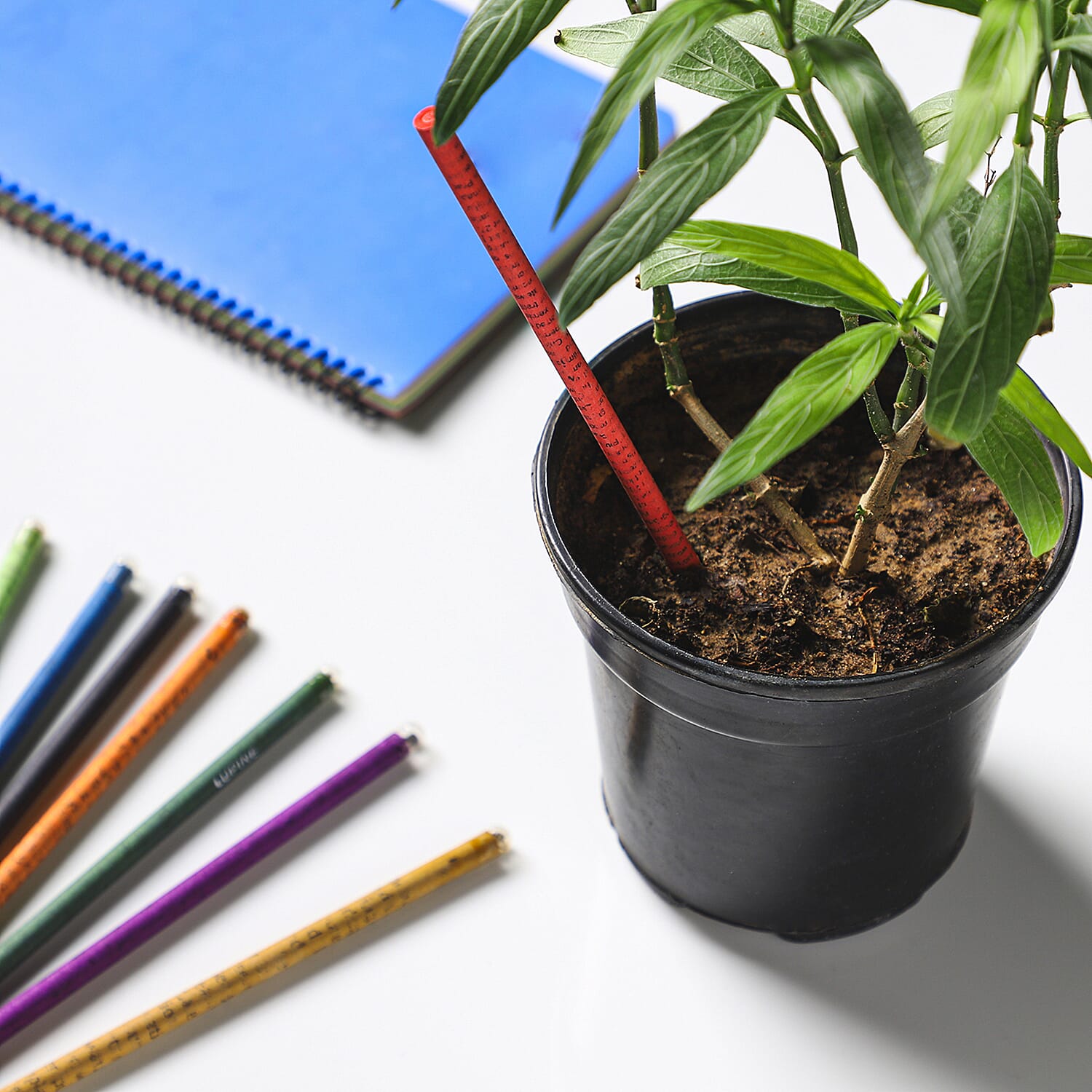 Plantable Mini Colouring Pencil Small (10 pc) (Flower Seeds)