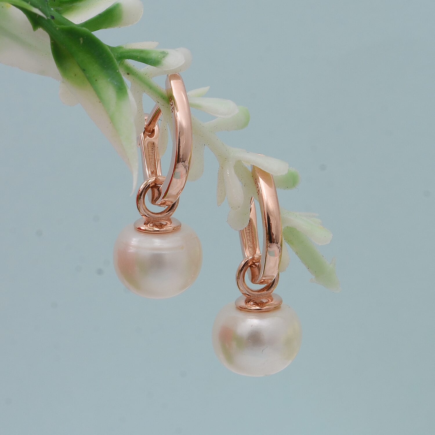 White Freshwater Pearl Drop Earrings in Rose Gold Overlay Sterling Silver