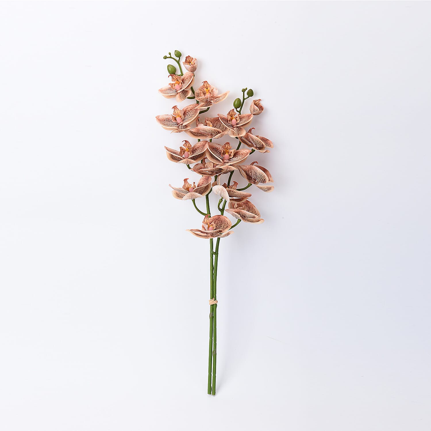 The 5th Season Tiger Butterfly Orchid Flowers Arrangement with Vase - Peach