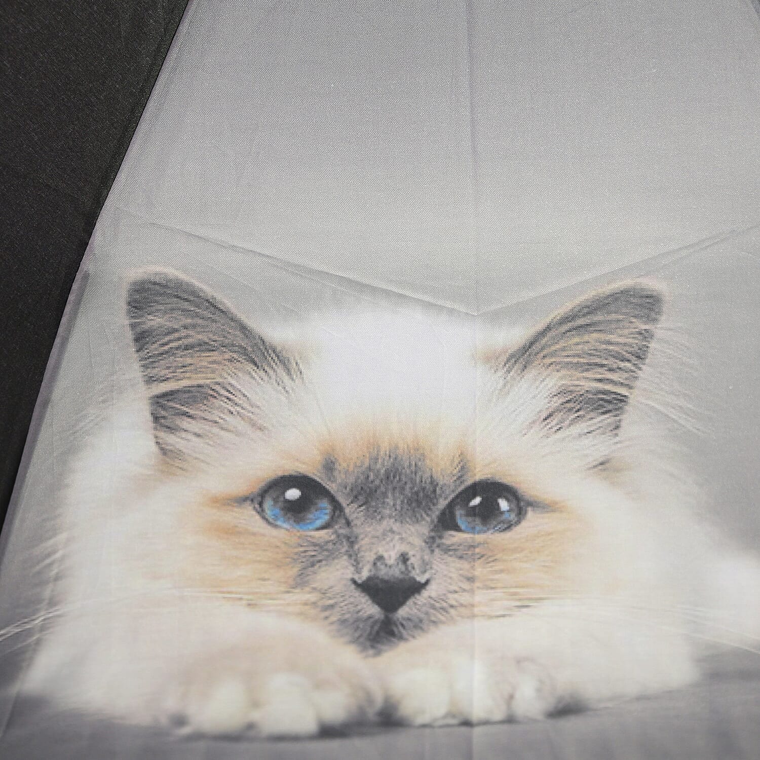 New for Season- Thomas Calvi 8 Panel Folding Umbrella with a Fluffy Cat Print