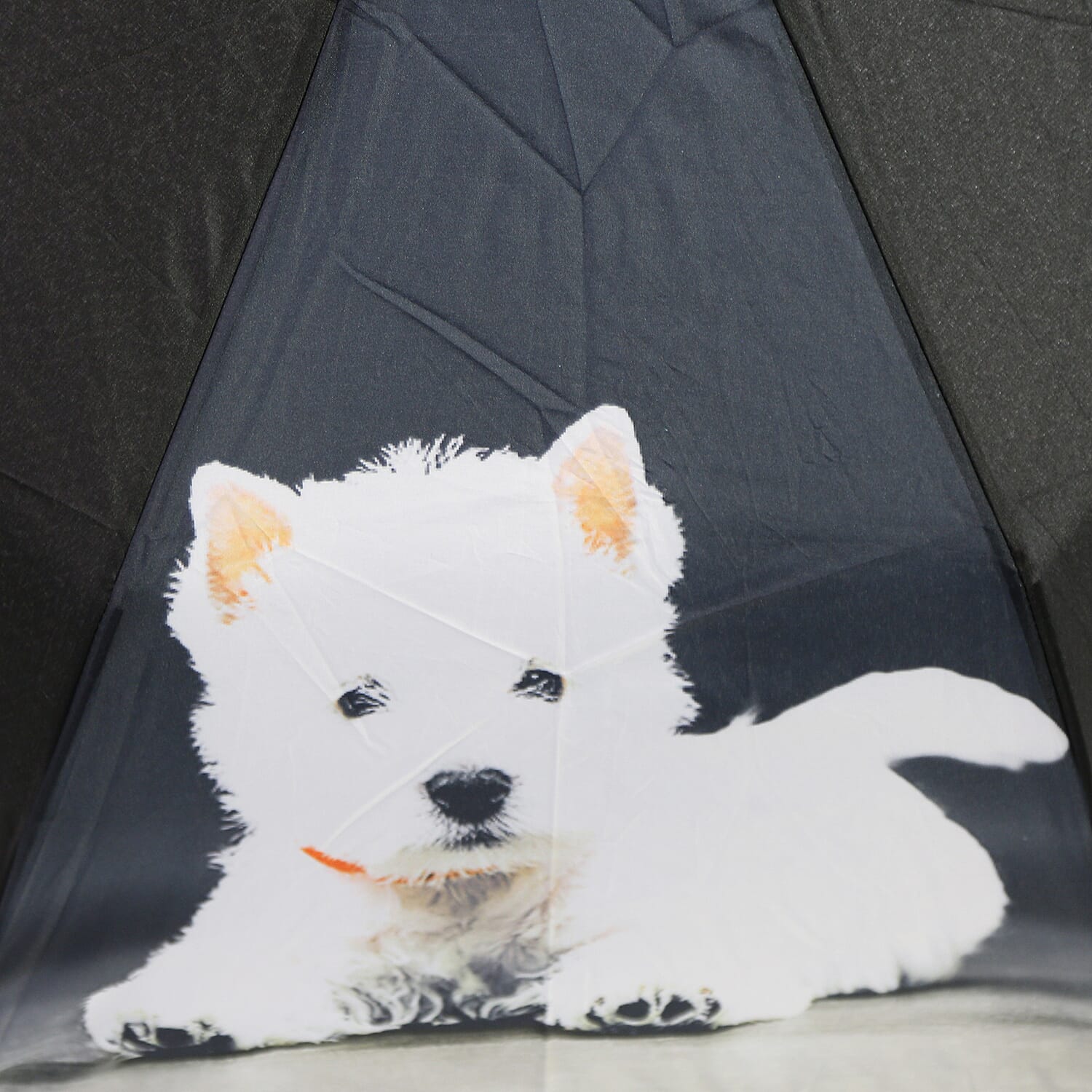New for Season- Thomas Calvi 8 Panel Folding Umbrella with Westie Dog Print