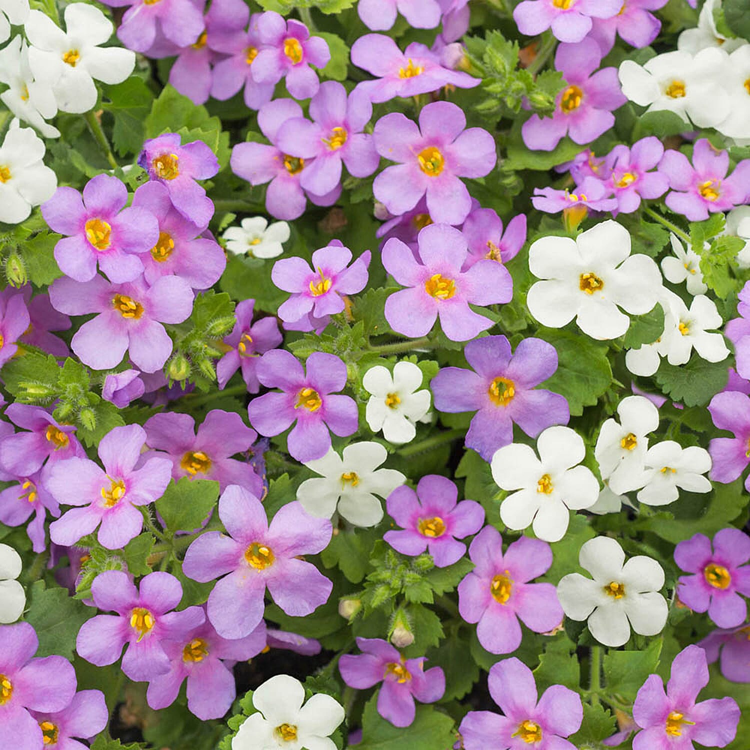 Gardening Direct Bacopa Bluetopia & Snowtopia Mix plugs x 12