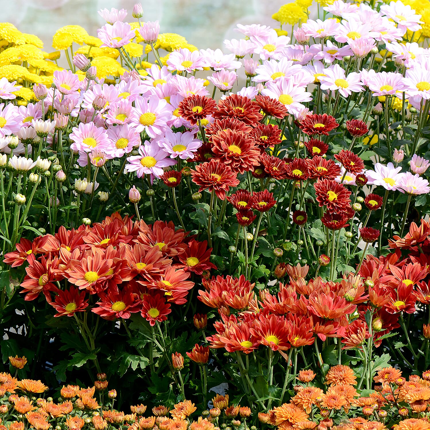 Gardening Direct Garden Spray Chrysanthemum Collection plugs x 12