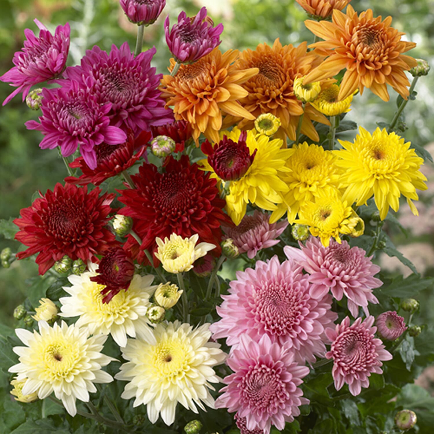Gardening Direct Garden Spray Chrysanthemum Collection plugs x 12