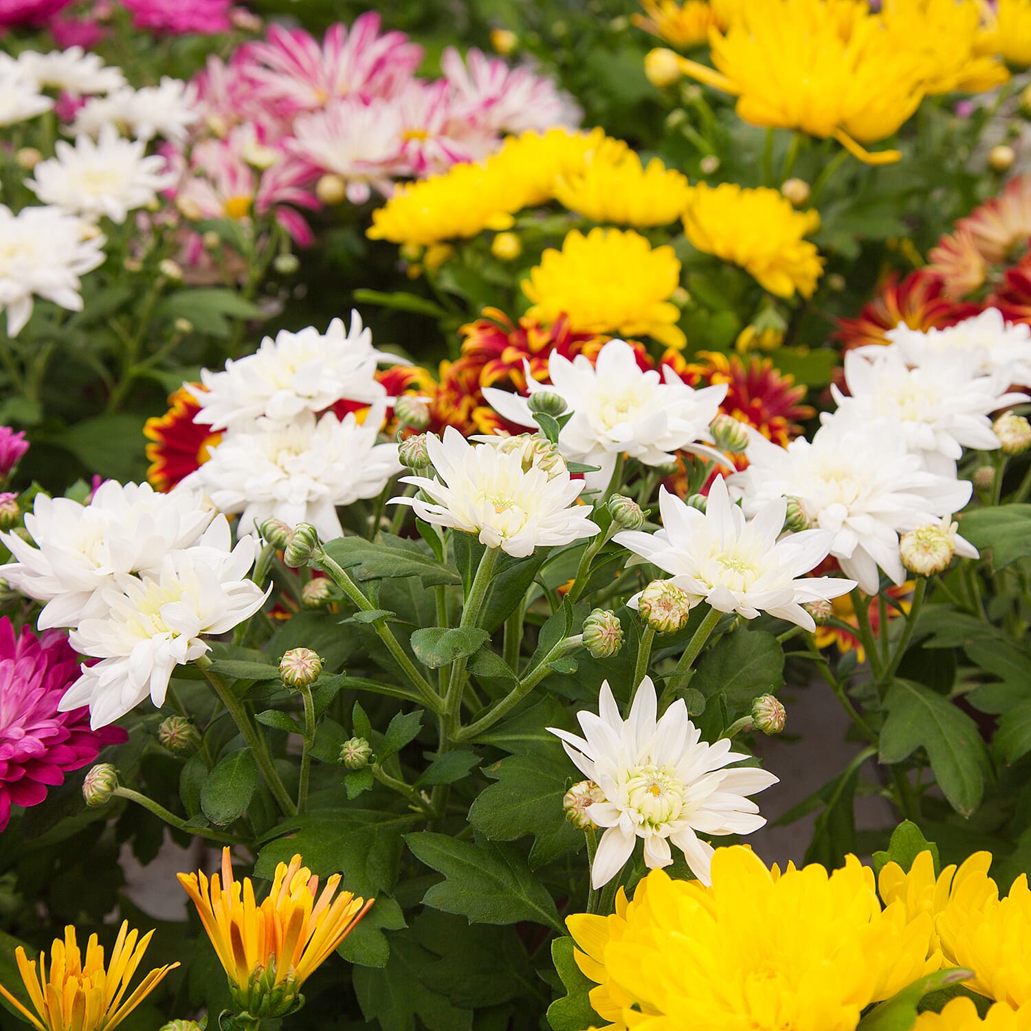 Gardening Direct Garden Spray Chrysanthemum Collection plugs x 12