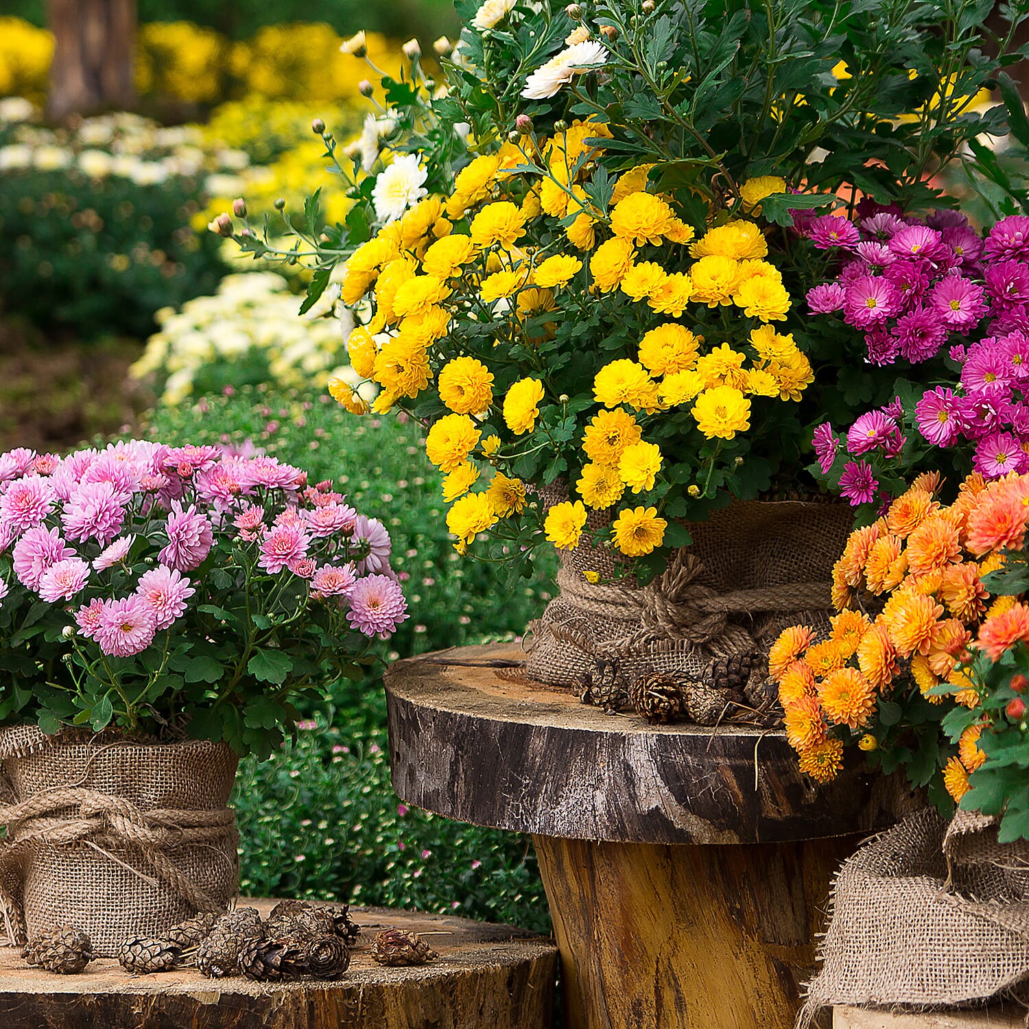 Gardening Direct Garden Spray Chrysanthemum Collection plugs x 12