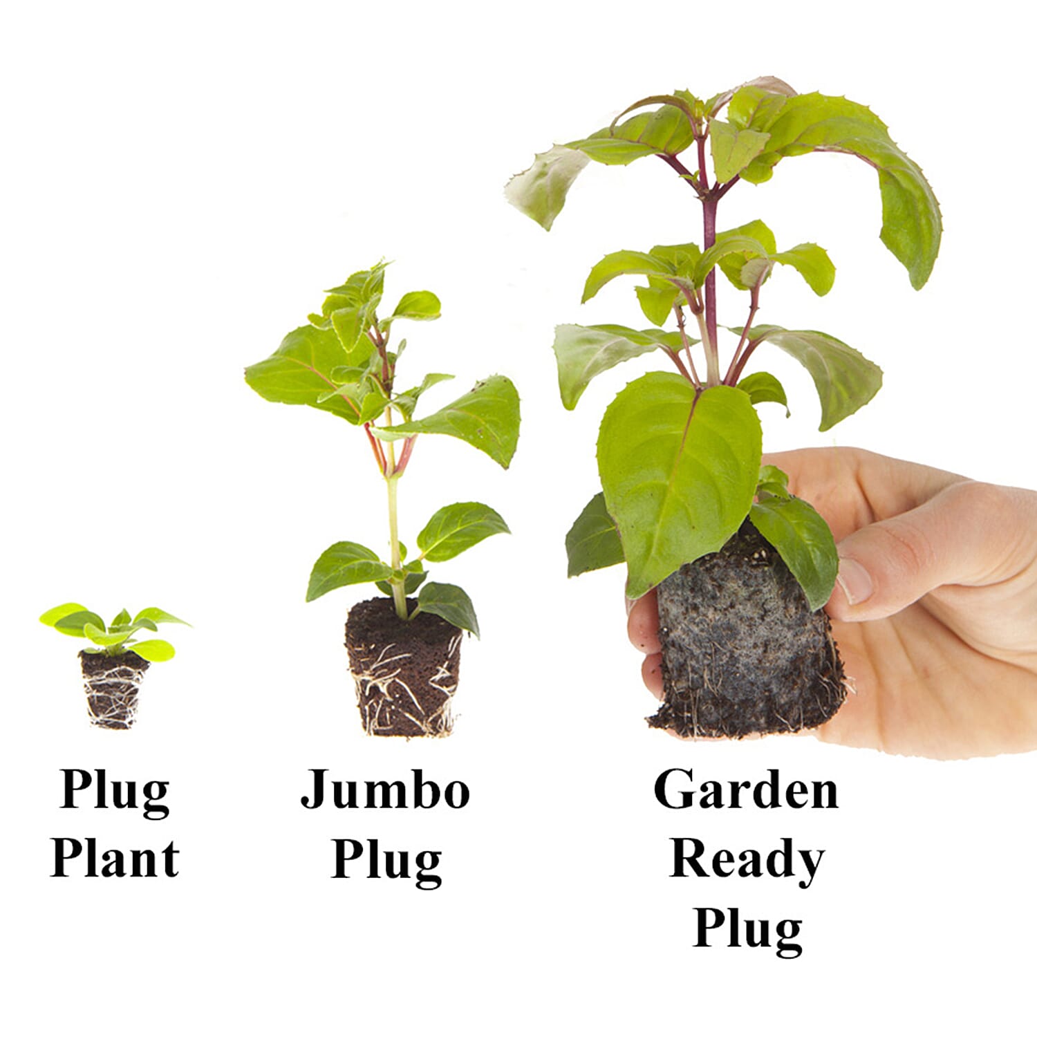 Gardening Direct Garden Spray Chrysanthemum Collection plugs x 12