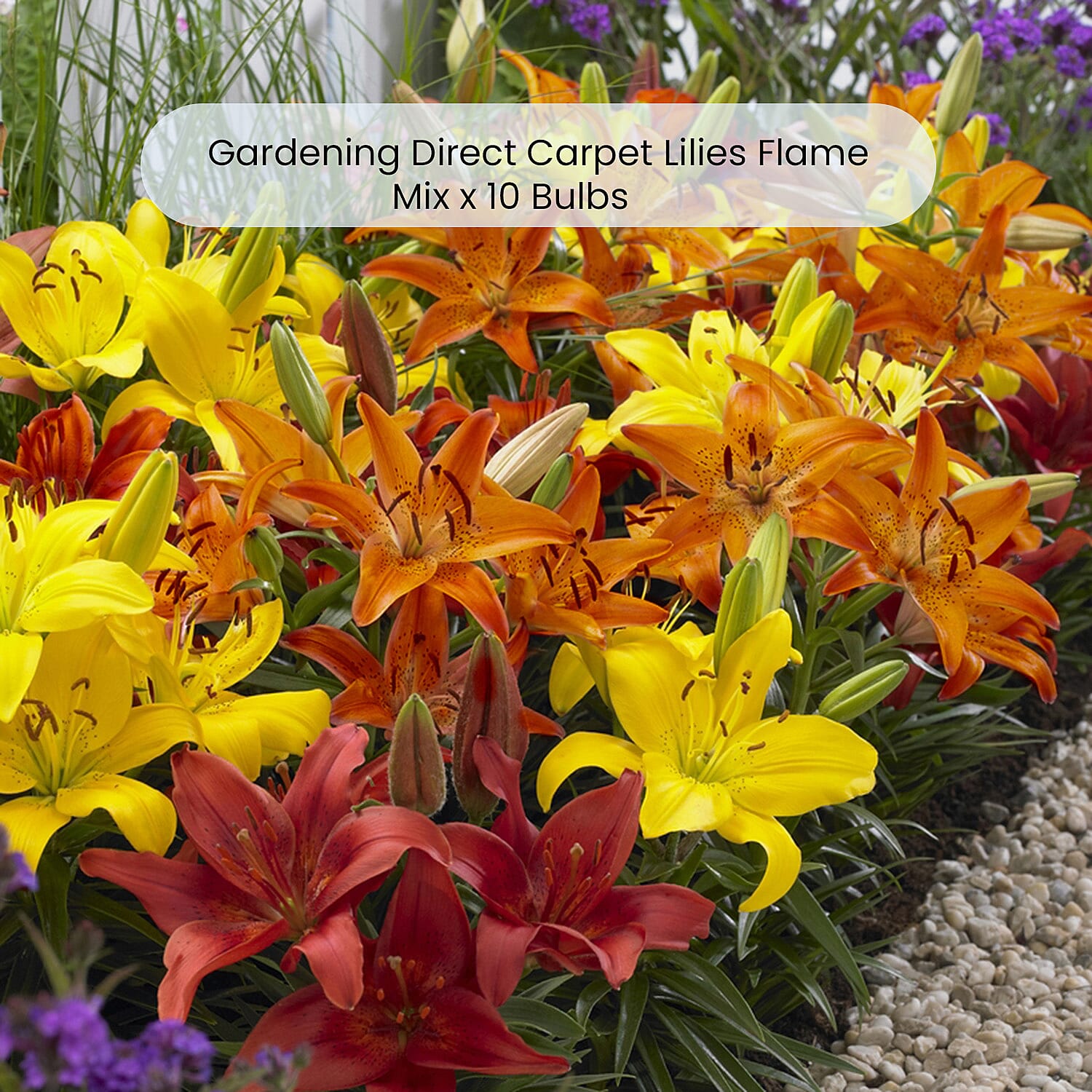 Gardening Direct Carpet Lilies Flame Mix x 10 Bulbs