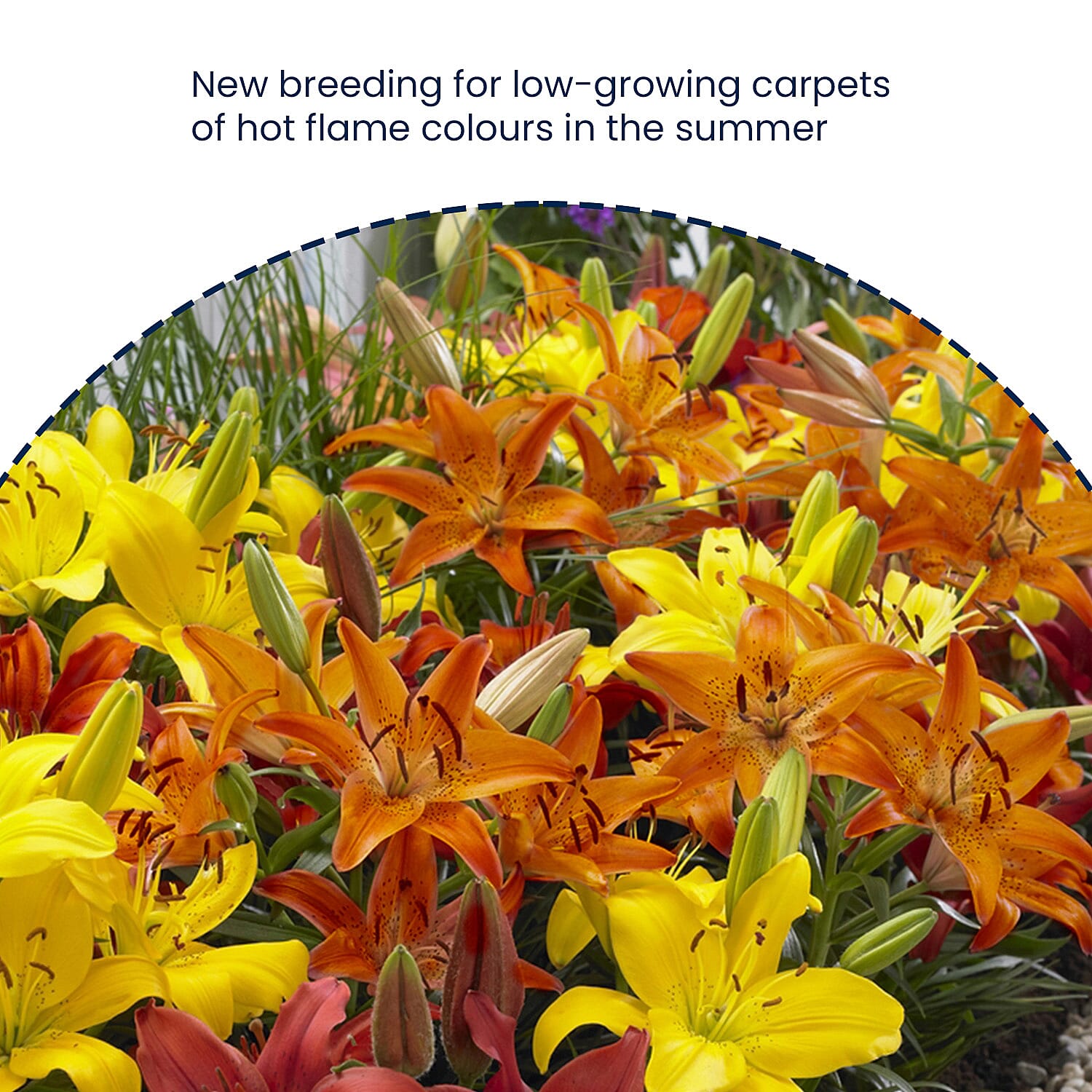 Gardening Direct Carpet Lilies Flame Mix x 10 Bulbs