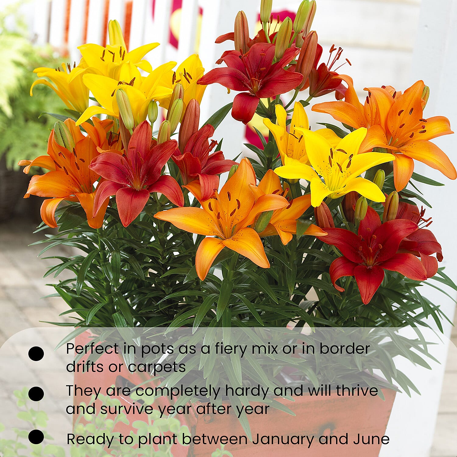 Gardening Direct Carpet Lilies Flame Mix x 10 Bulbs