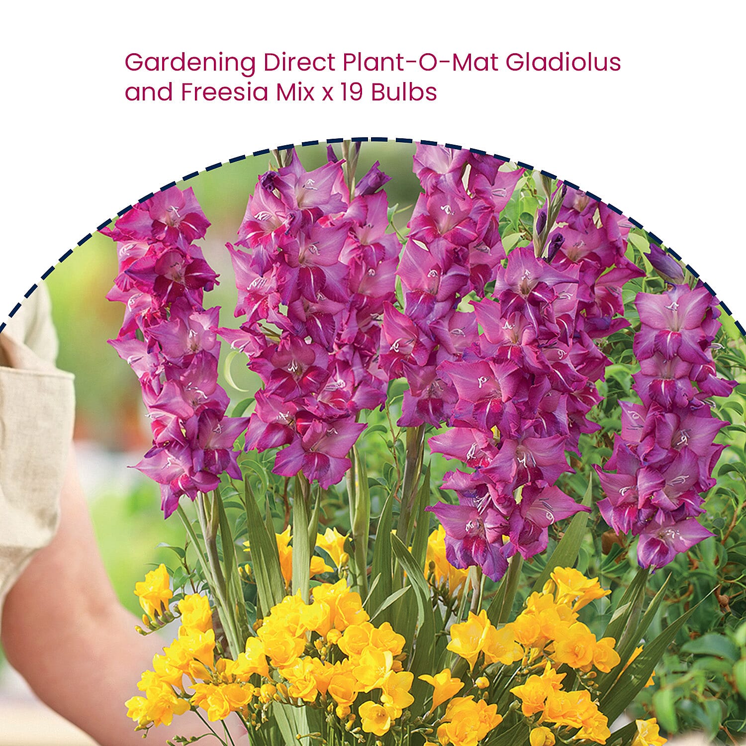 Gardening Direct Plant-O-Mat Gladiolus and Freesia Mix x 19 Bulbs