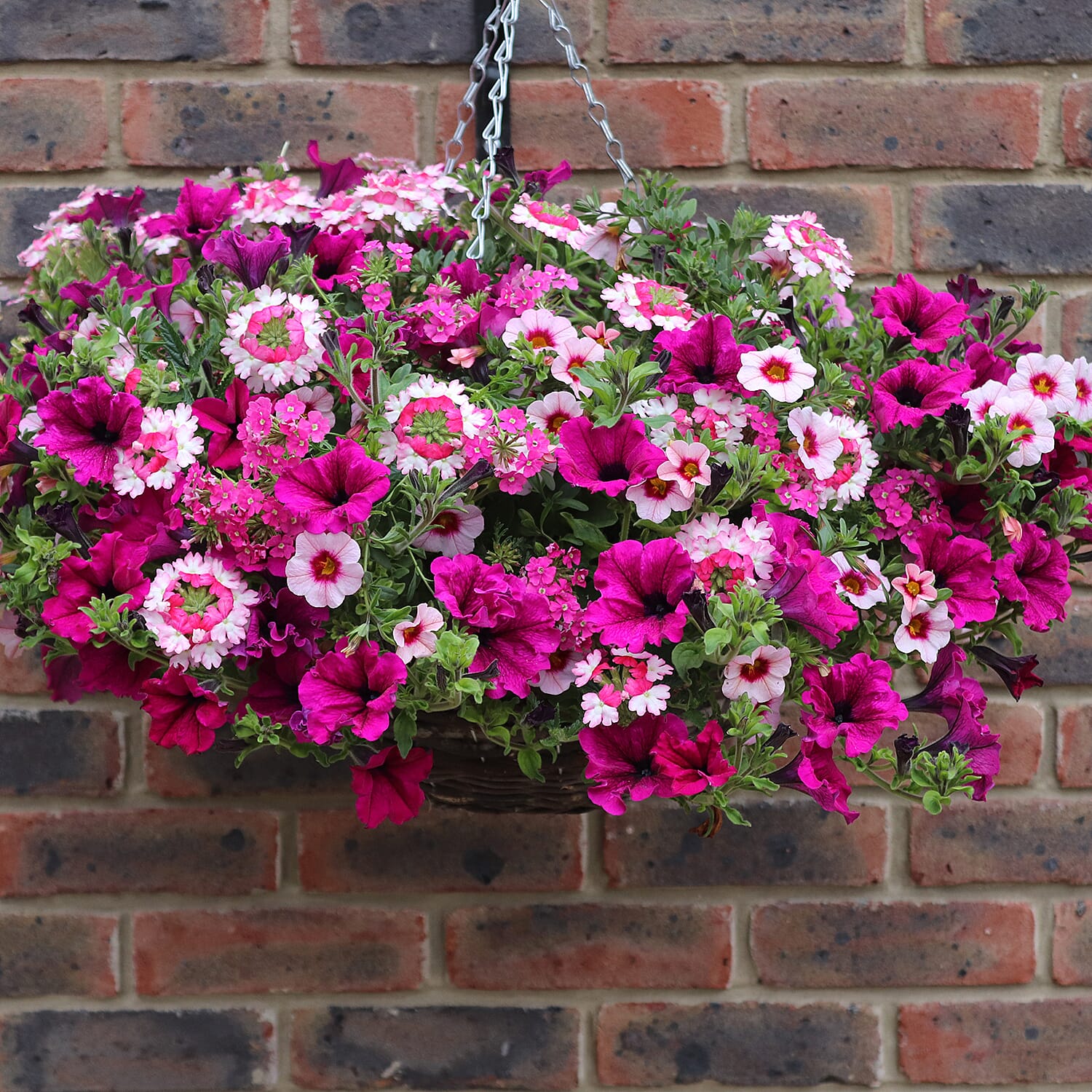 Gardening Direct Eton Mess Mix Plugs x 12