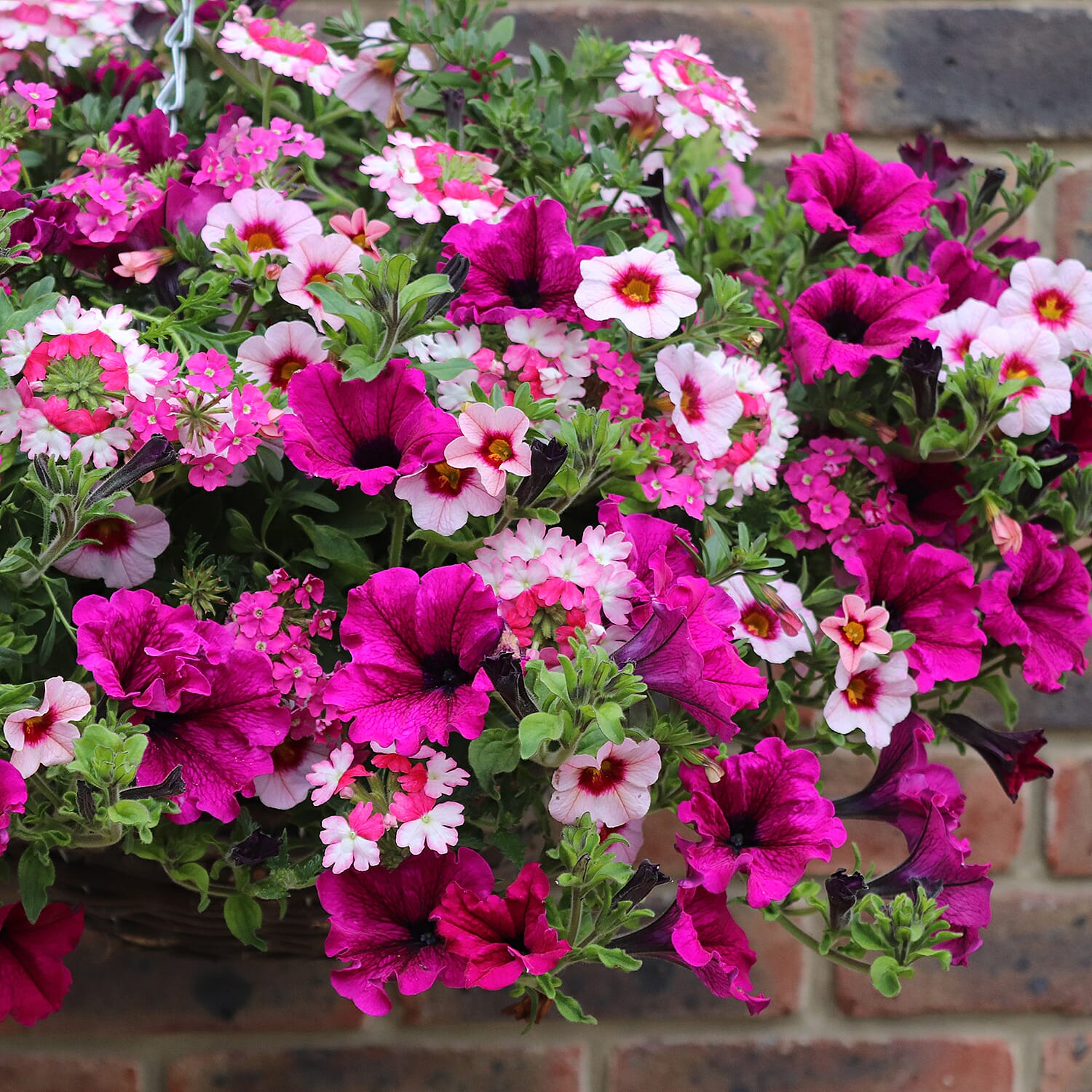 Gardening Direct Eton Mess Mix Plugs x 12