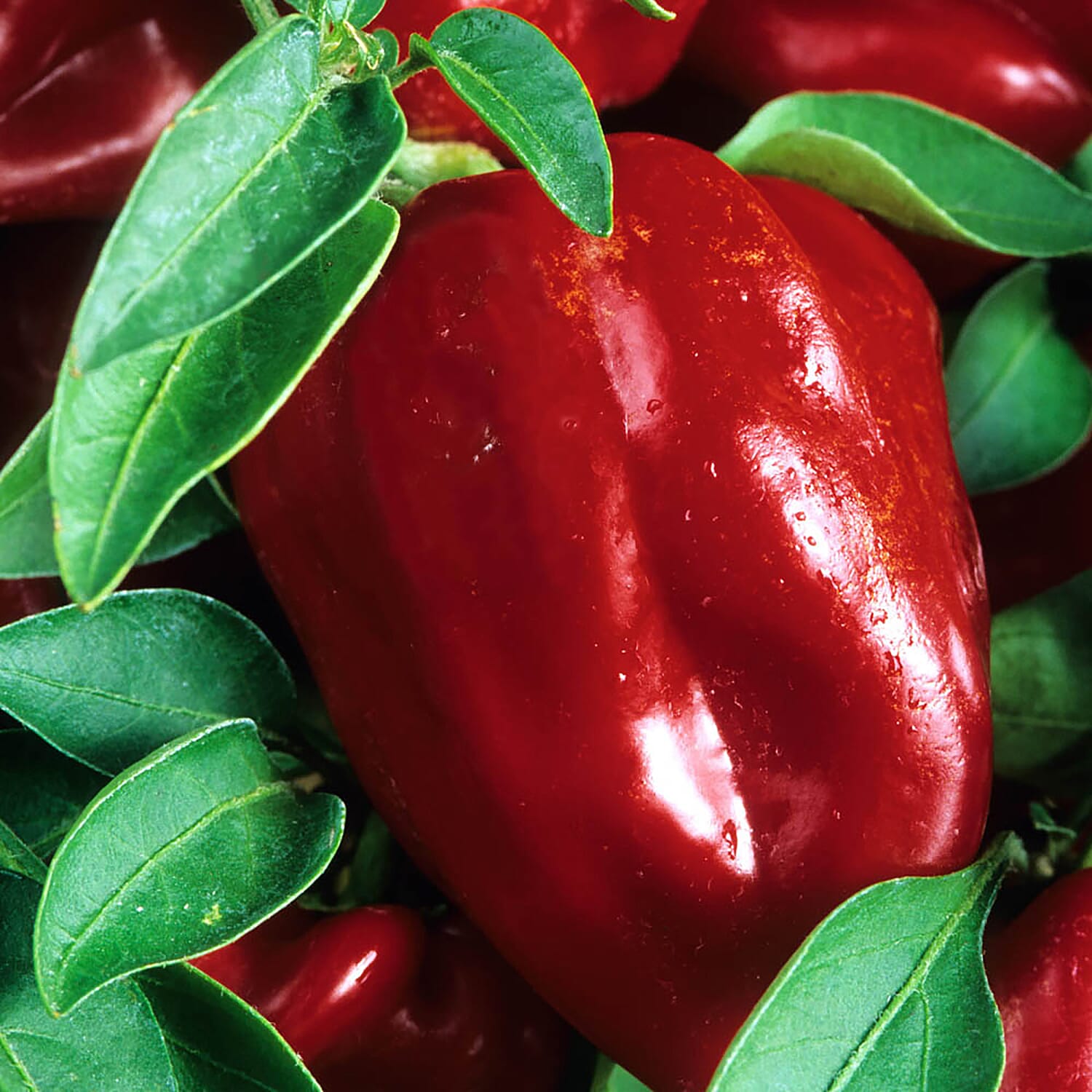 Gardening Direct Capsicum Sweet Red Balconi F1 Plugs x 6