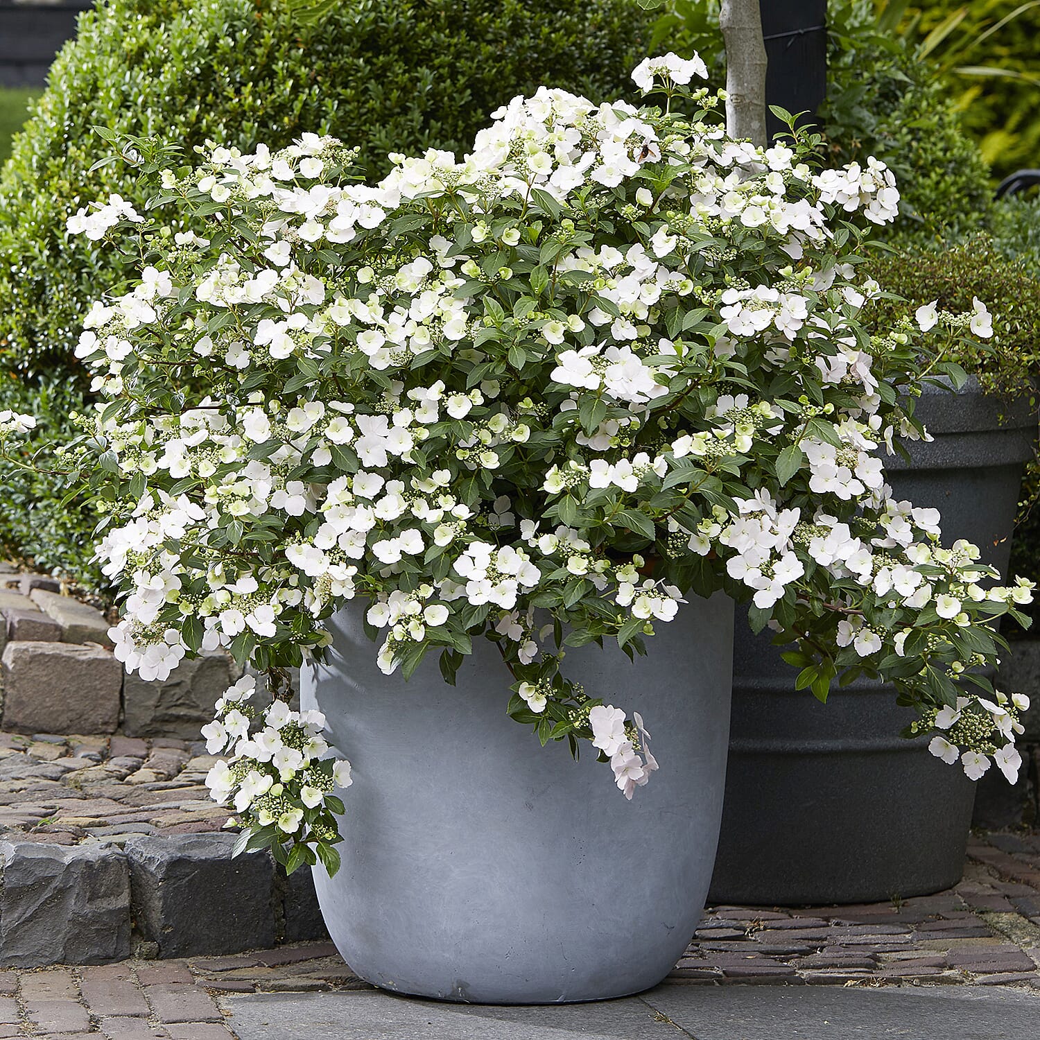 Gardening Direct Hydrangea Runaway Bride 15cm Pot