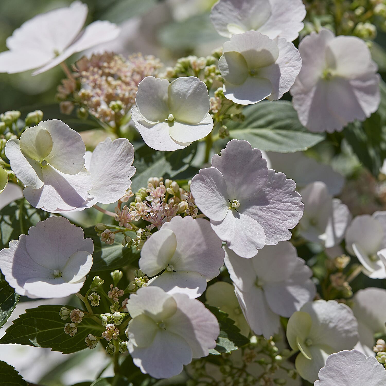Gardening Direct Hydrangea Runaway Bride 15cm Pot