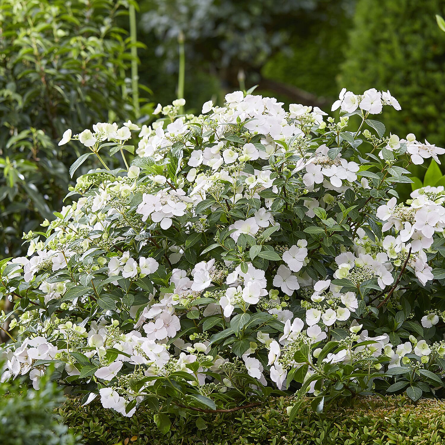 Gardening Direct Hydrangea Runaway Bride 15cm Pot