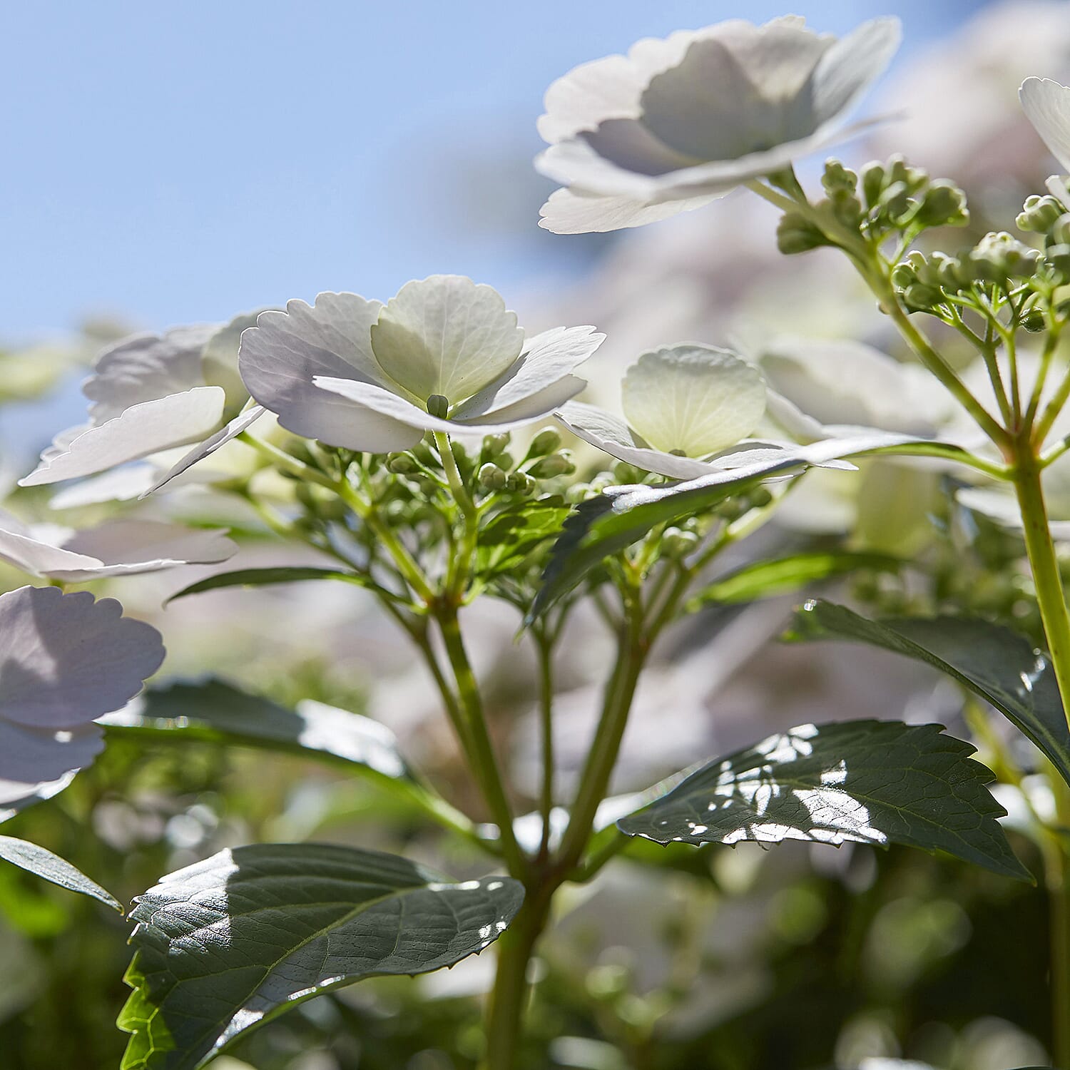 Gardening Direct Hydrangea Runaway Bride 15cm Pot