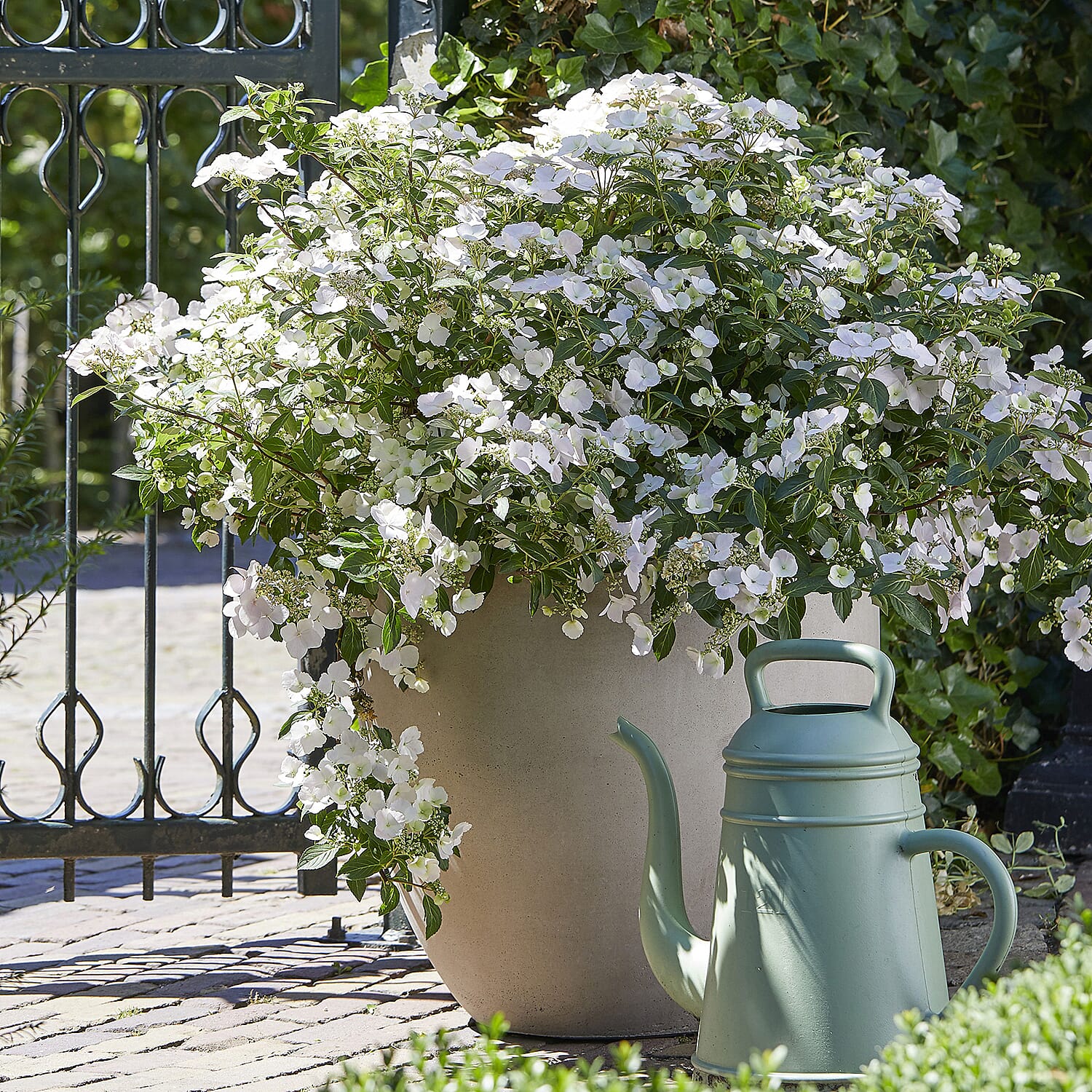 Gardening Direct Hydrangea Runaway Bride 15cm Pot