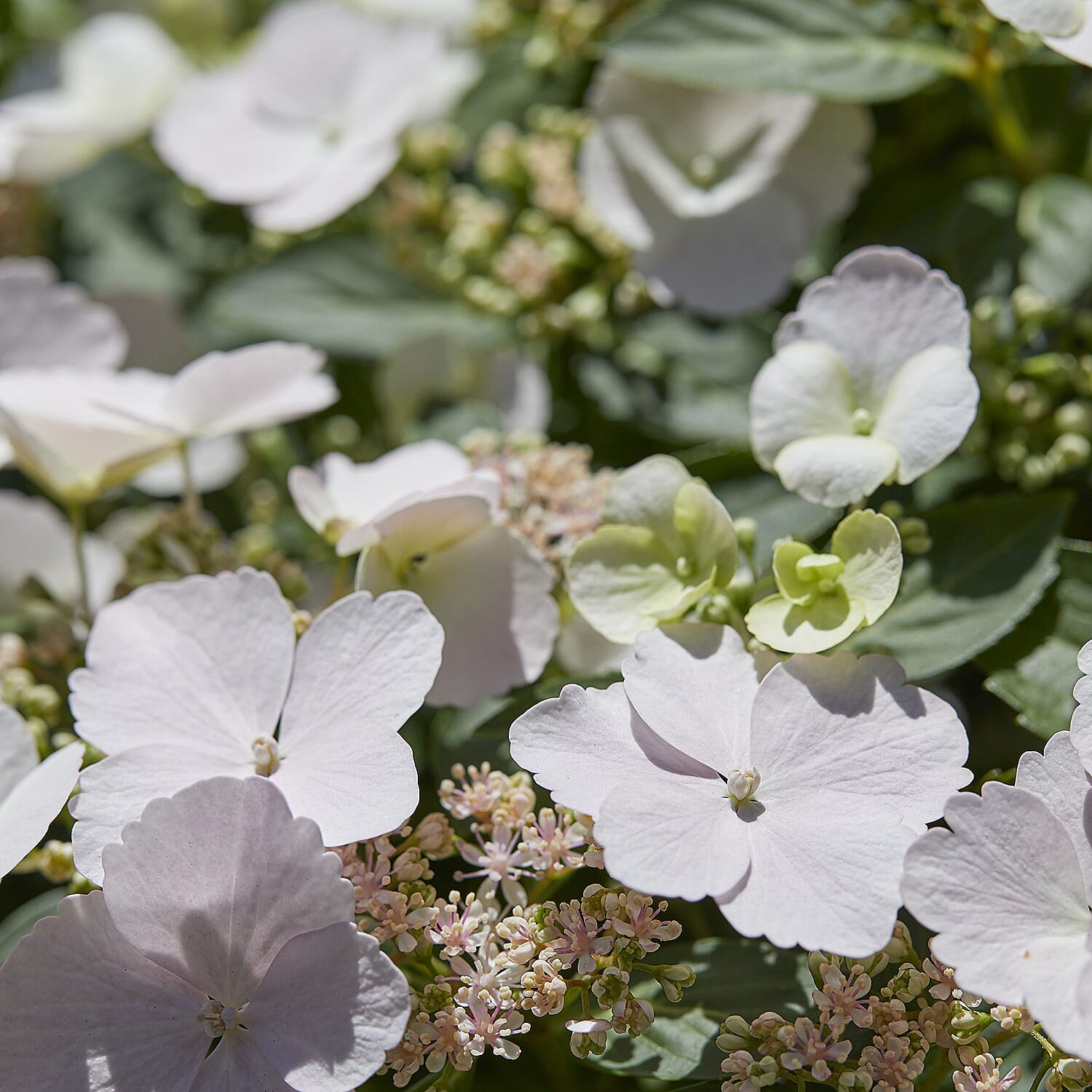 Gardening Direct Hydrangea Runaway Bride 15cm Pot
