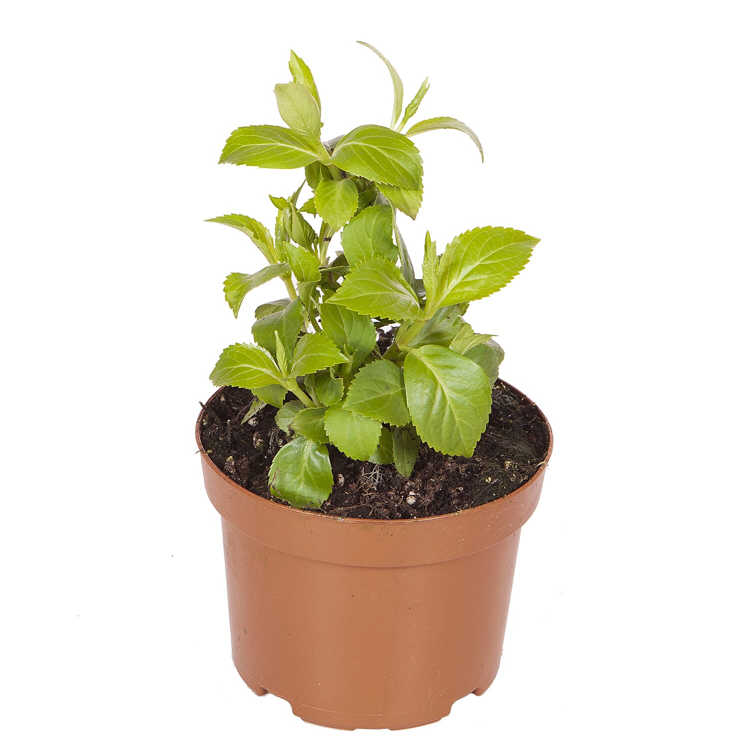 Gardening Direct Hydrangea Runaway Bride 15cm Pot