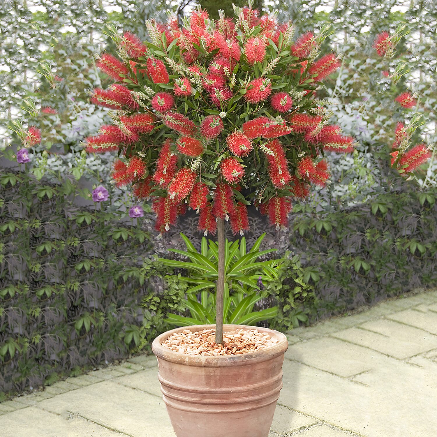 Gardening Direct Callistemon Standard 90cm 21cm