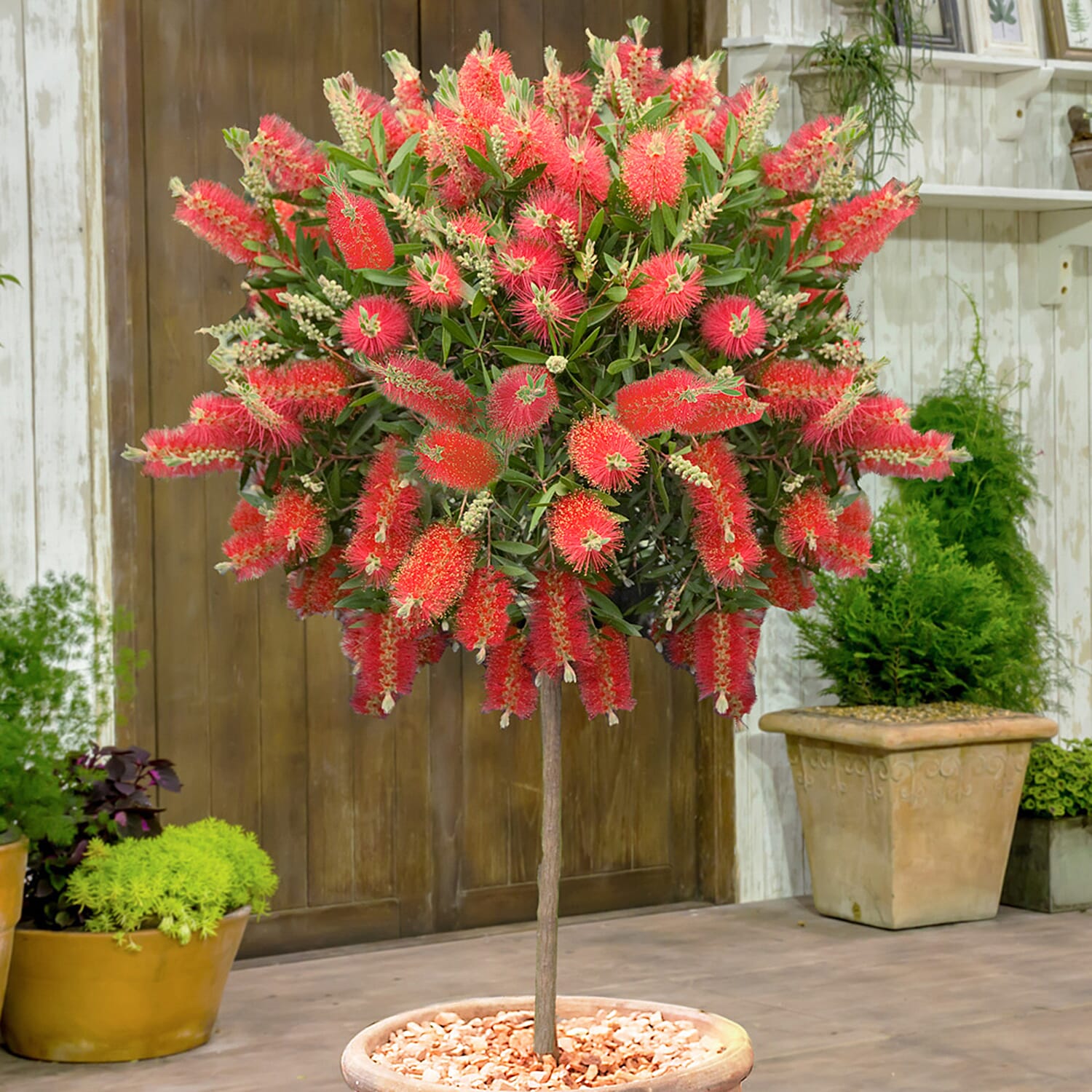 Gardening Direct Callistemon Standard 90cm 21cm