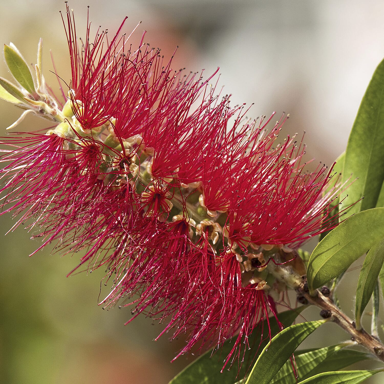 Gardening Direct Callistemon Standard 90cm 21cm