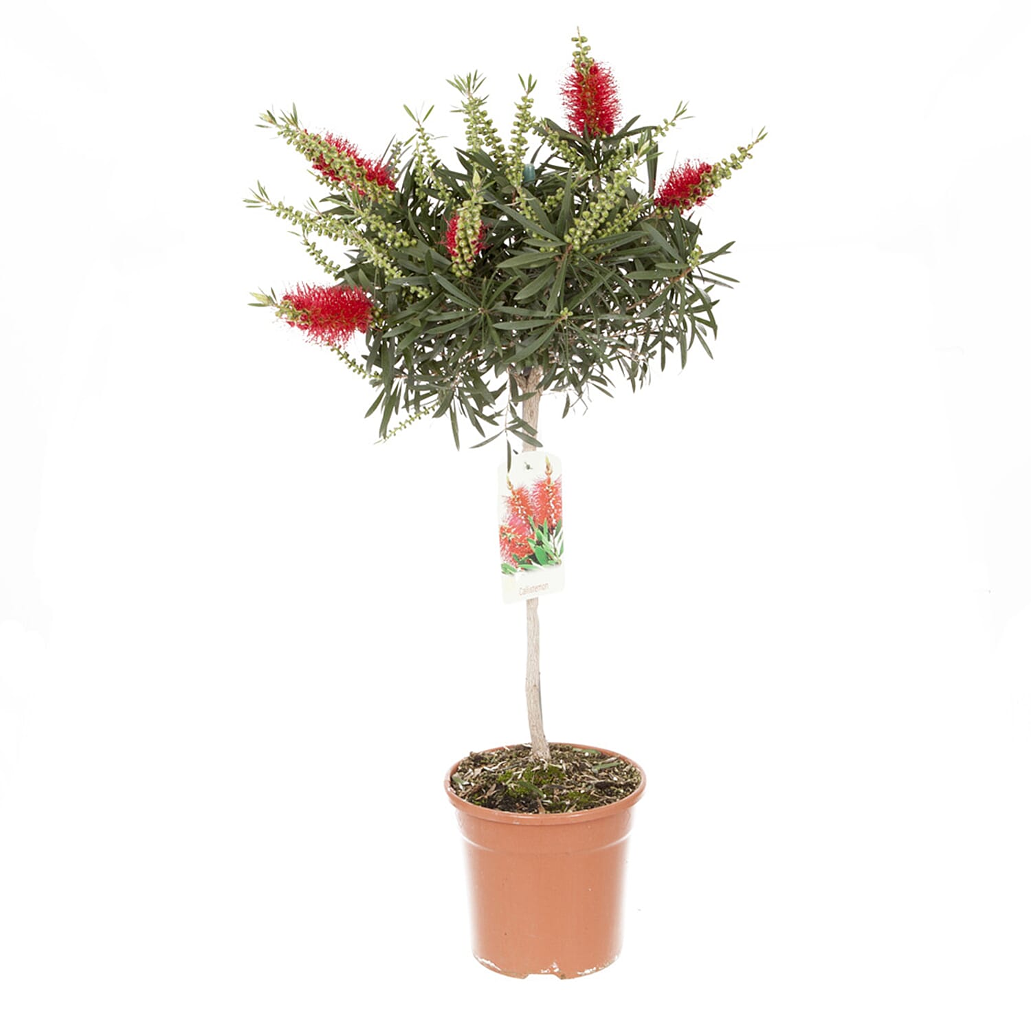 Gardening Direct Callistemon Standard 90cm 21cm
