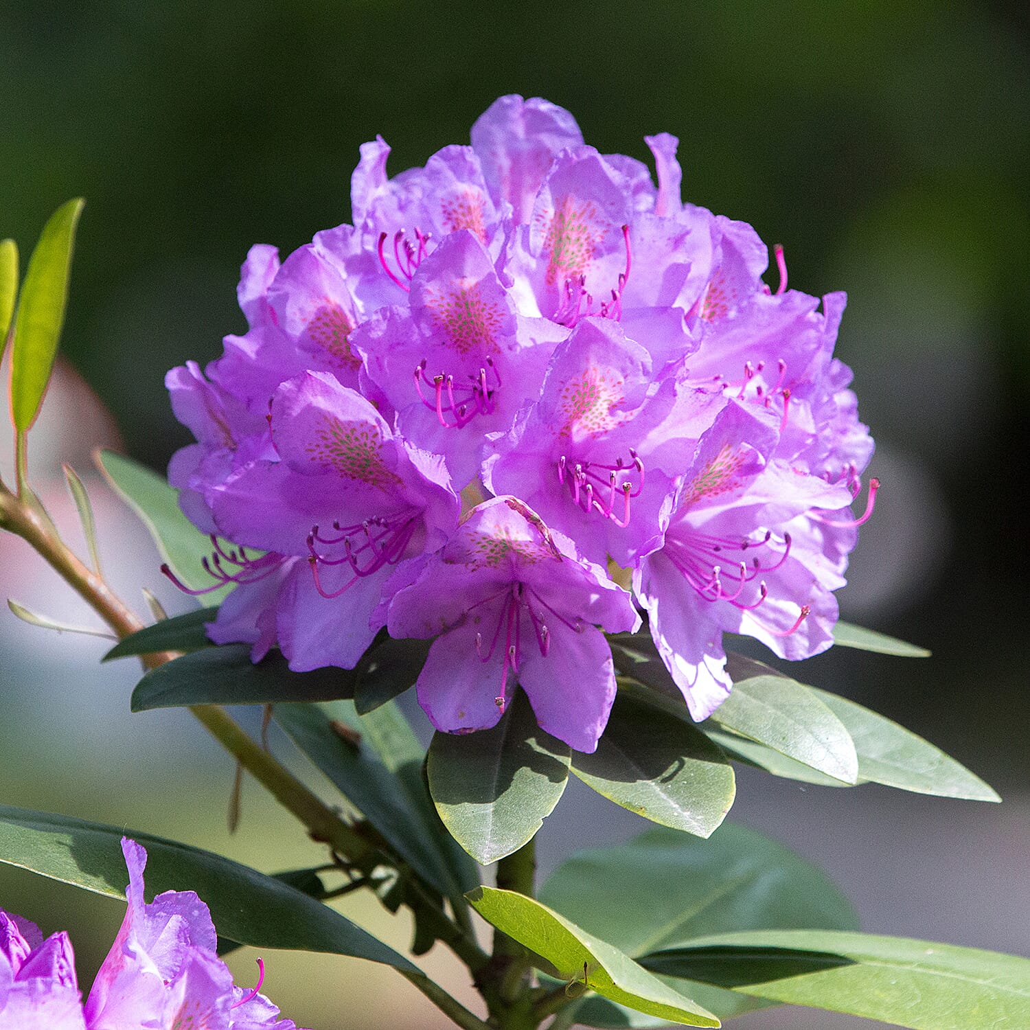 Gardening Direct Rhododendron Grandiflora Purple 21cm Pot