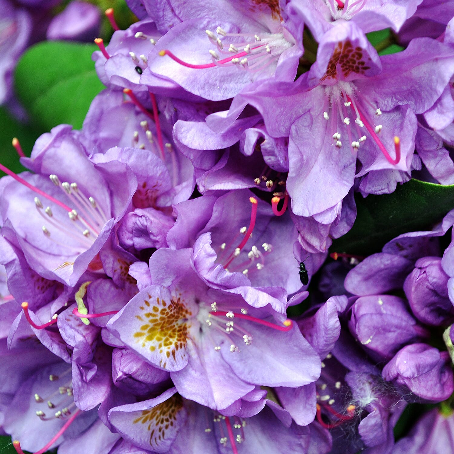 Gardening Direct Rhododendron Grandiflora Purple 21cm Pot