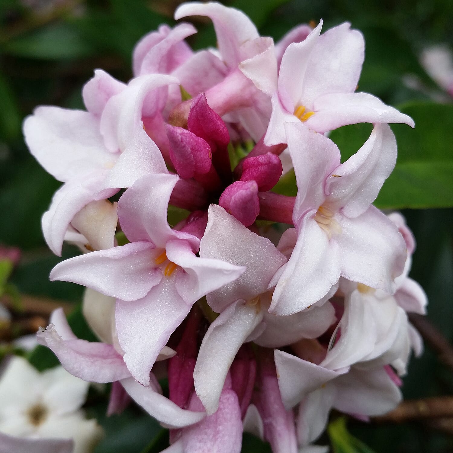 Gardening Direct Pair of Daphne Perfume Princess 12cm Pots