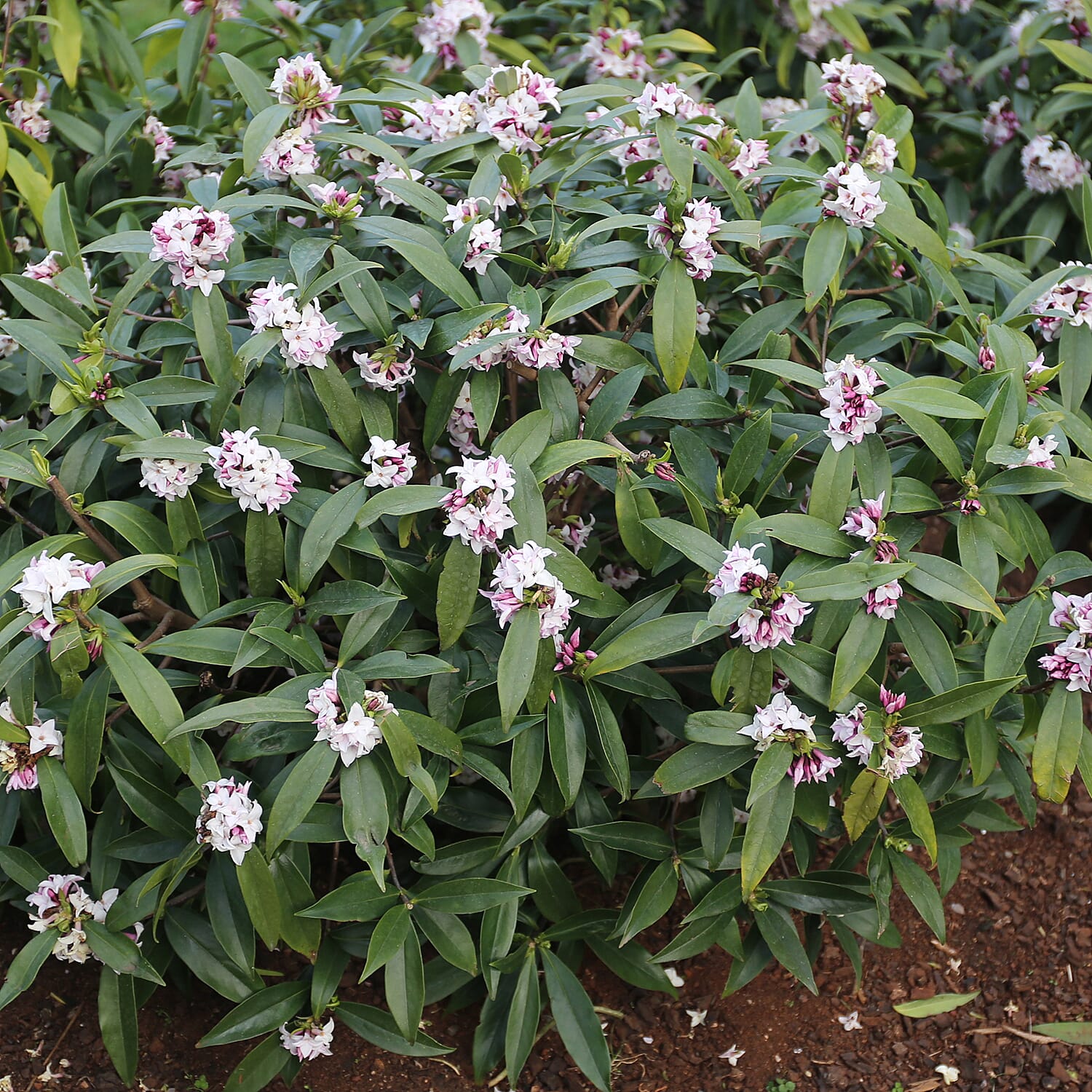 Gardening Direct Pair of Daphne Perfume Princess 12cm Pots