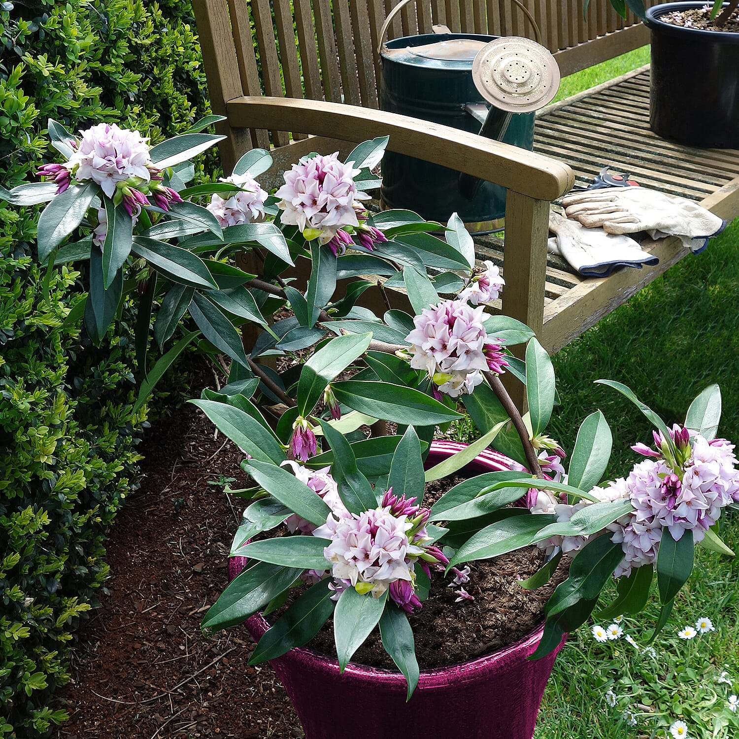 Gardening Direct Pair of Daphne Perfume Princess 12cm Pots