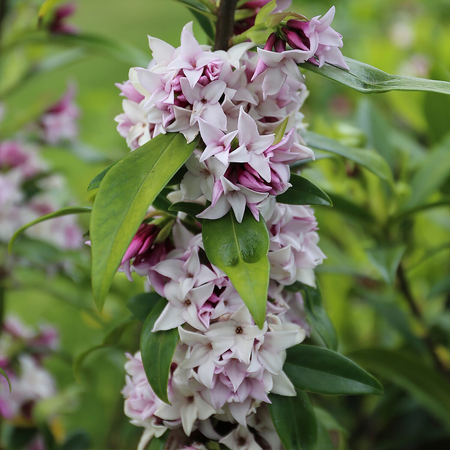Gardening Direct Pair of Daphne Perfume Princess 12cm Pots