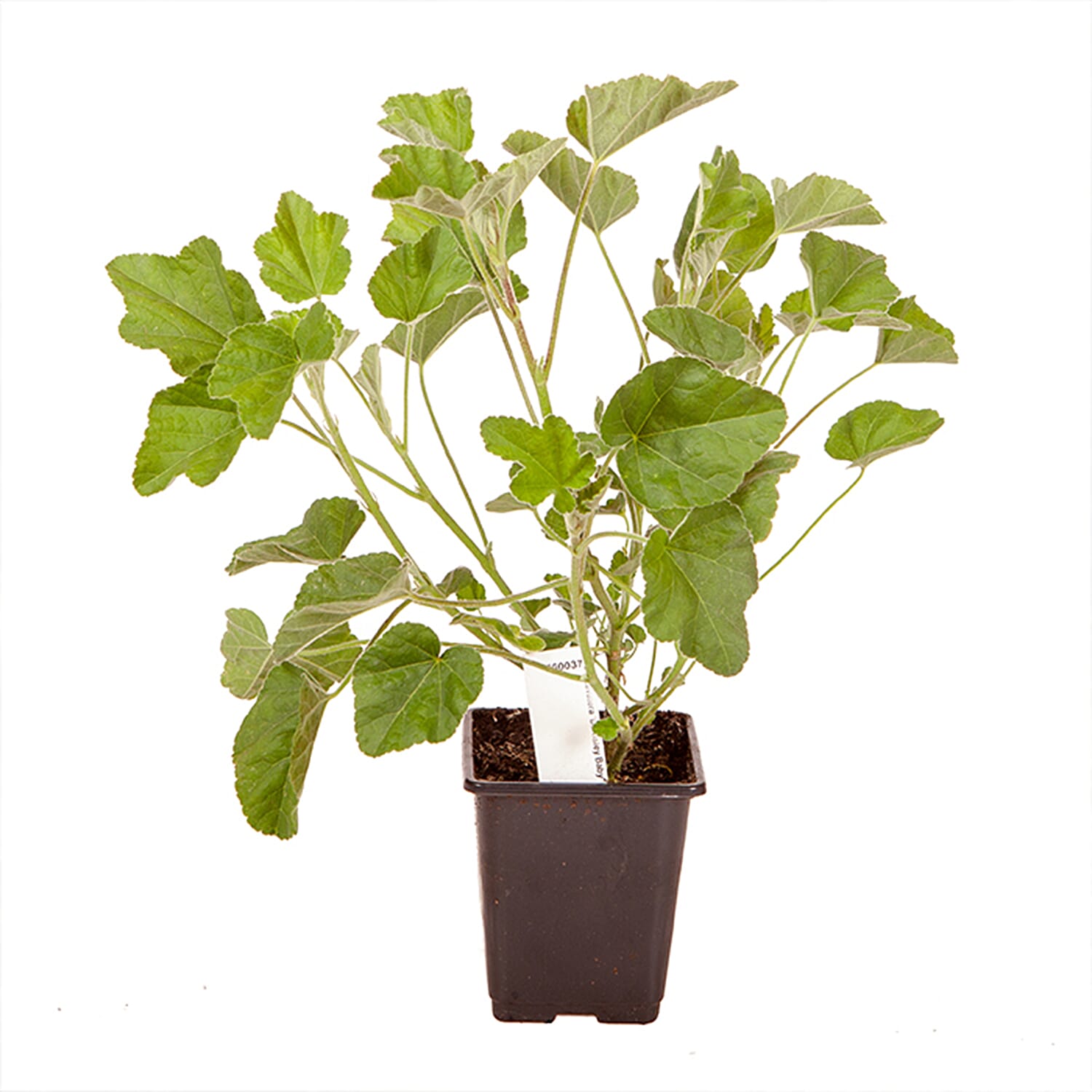 Gardening Direct Patio Mallow Barnsley Baby 9cm Pots x 3