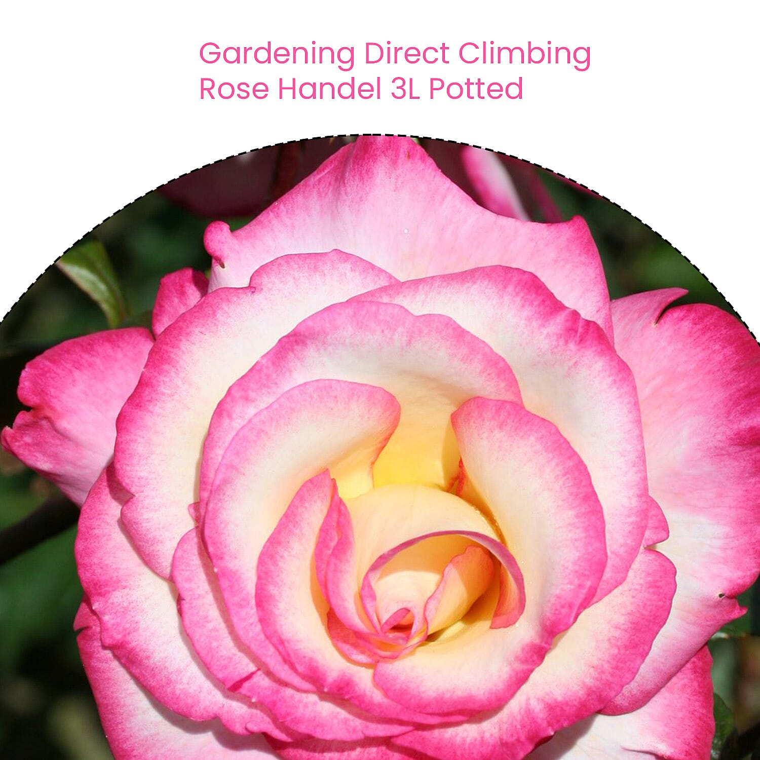 Gardening Direct Climbing Rose Handel 3L Potted
