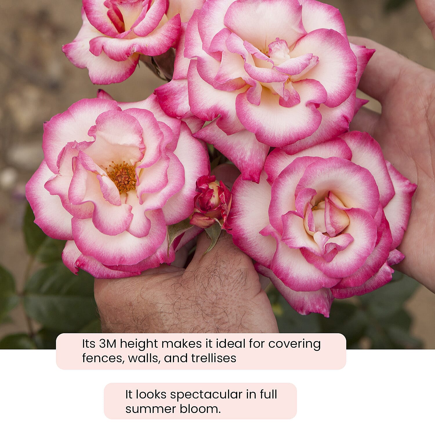 Gardening Direct Climbing Rose Handel 3L Potted