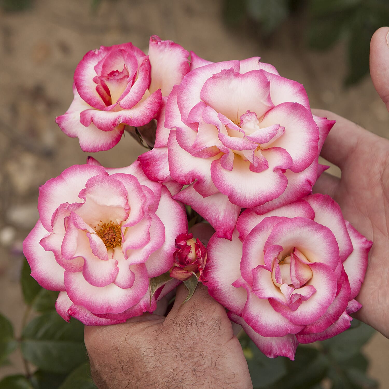 Gardening Direct Climbing Rose Handel 3L Potted